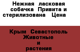 Нежная, ласковая собачка. Привита и стерилизована › Цена ­ 1 - Крым, Севастополь Животные и растения » Собаки   . Крым